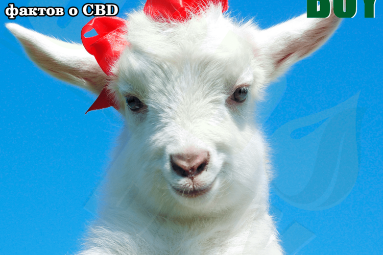факты о CBD/ причем тут козы, козы и cbd, козы любят cbd